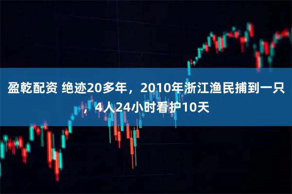 盈乾配资 绝迹20多年,2010年浙江渔民捕到一只,4人24小时看护10天